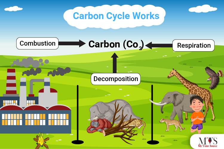 How the Carbon Cycle works