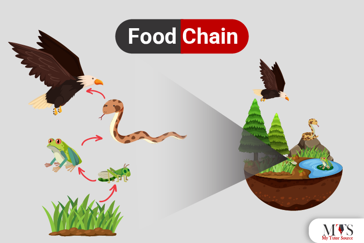 Five Types Of Food Chain - Design Talk