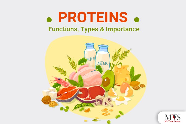 PROTEINS; Functions, types and importance