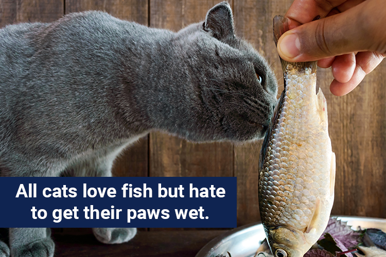 All cats love fish but hate to get their paws wet.
