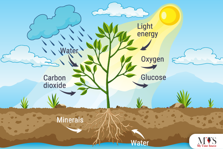 How the Carbon Cycle works