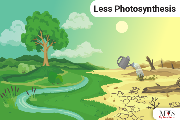 less photosynthesis