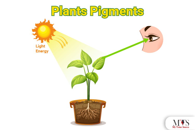 plants pigments