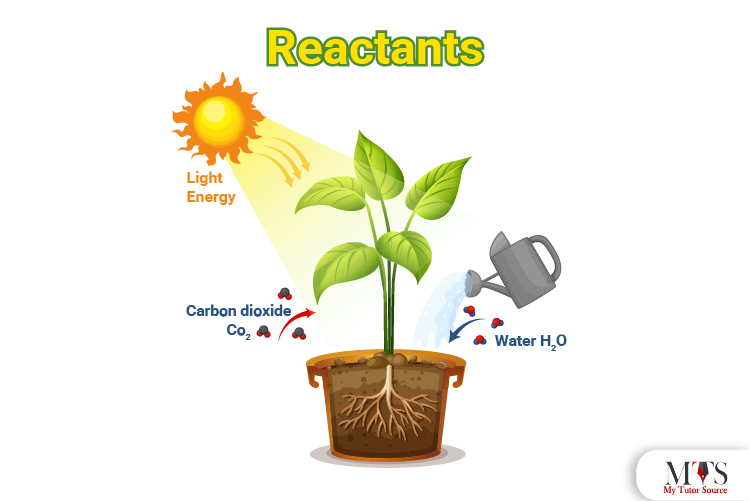 reactants _ water, carbon dioxide, sunlight