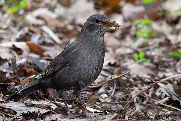 The early bird catches the worm.