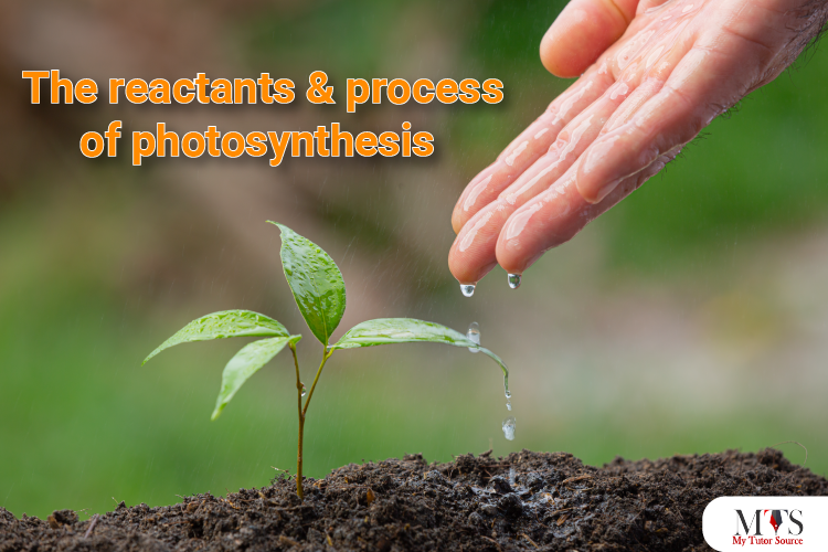The reactants and process of photosynthesis