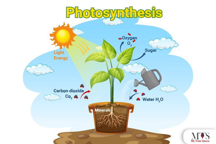 what are the reactants in the process of photosynthesis